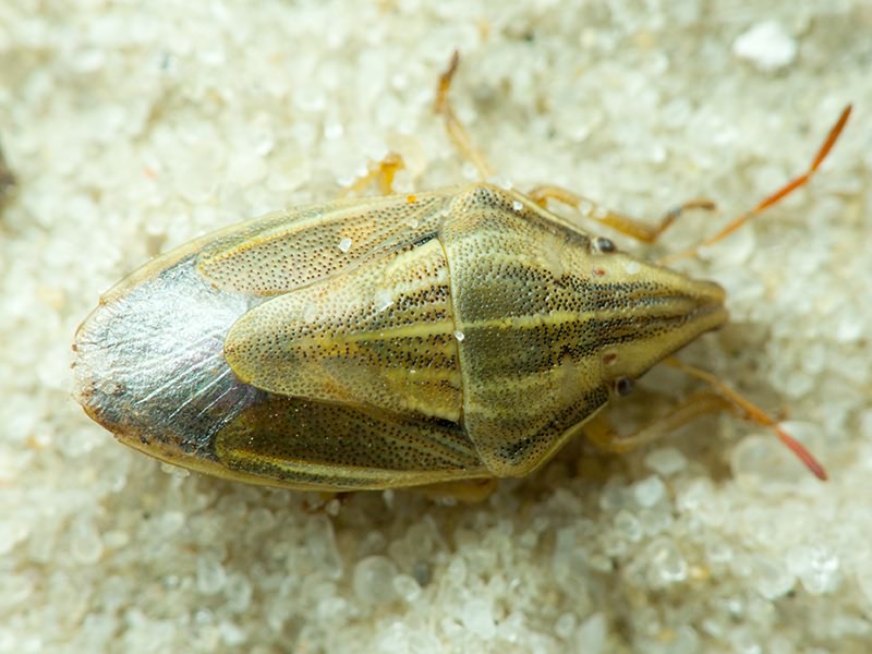 Aelia acuminata (Linnaeus, 1758)